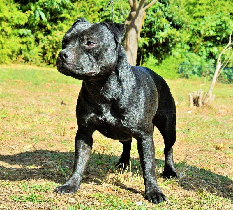 Jango Black Stars Of Paradise